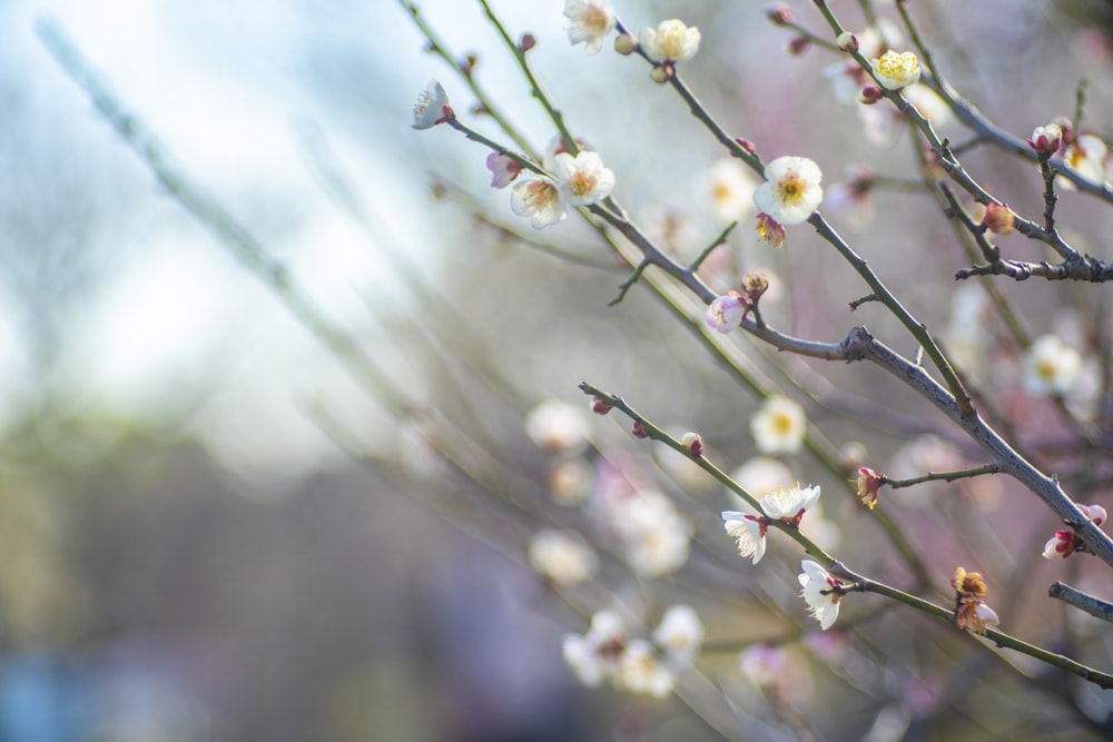 un primo piano di un albero con fiori bianchi