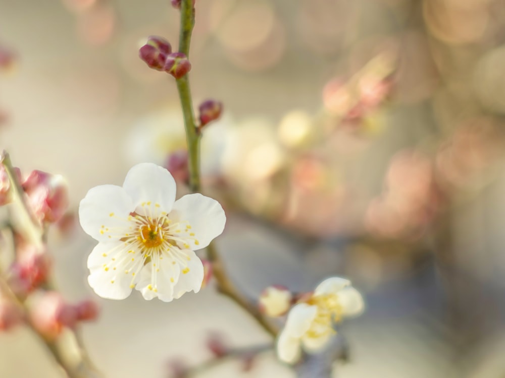 a close up of a flower with blurry background