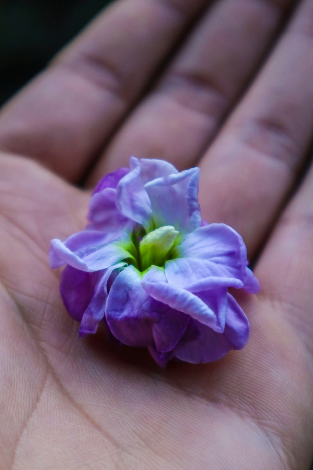 une petite fleur violette posée sur la paume de la main d’une personne