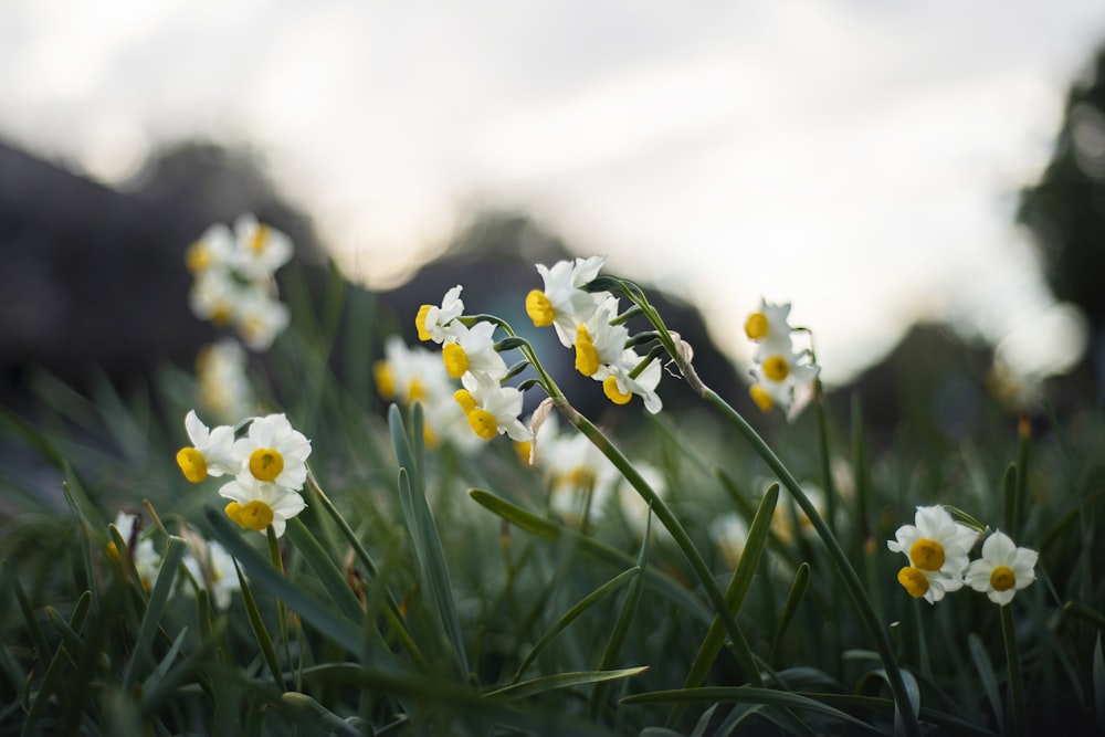 a bunch of flowers that are in the grass