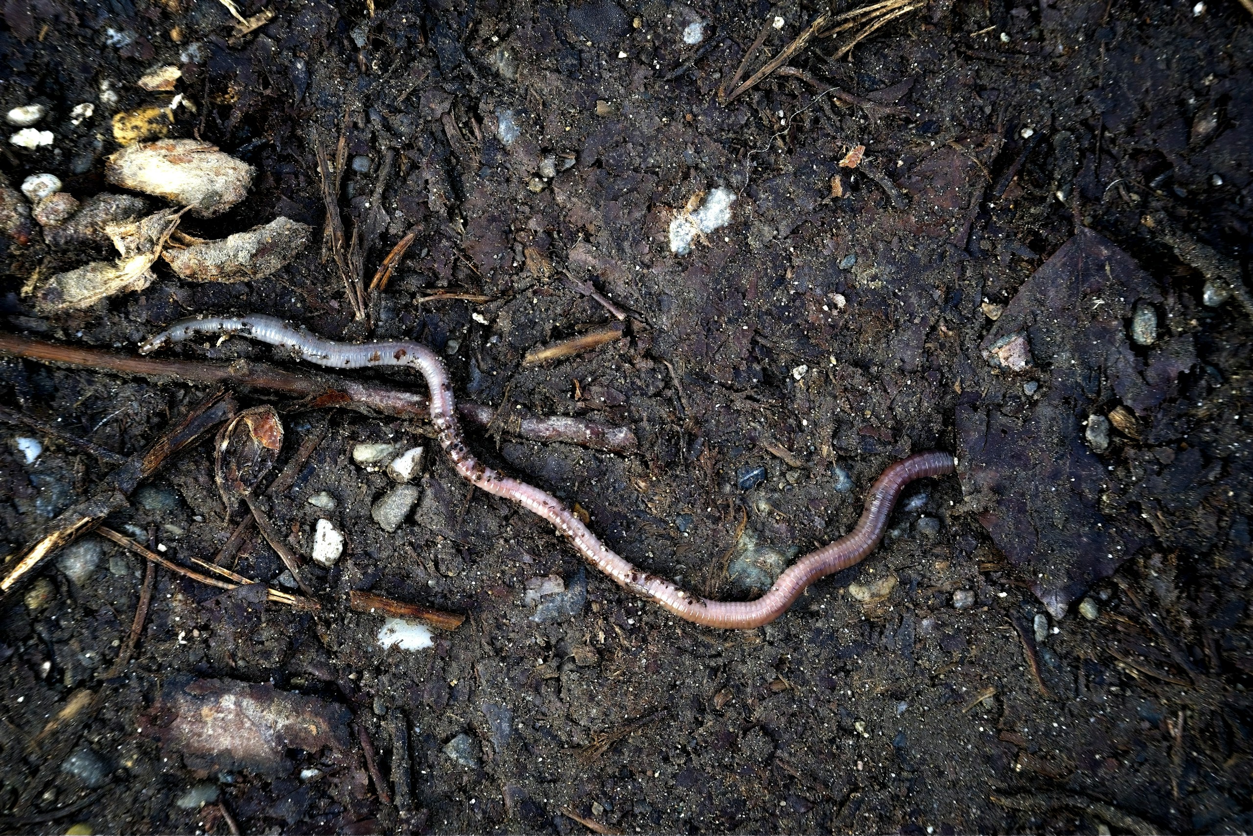 a snake that is laying on the ground