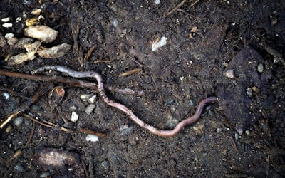 a snake that is laying on the ground