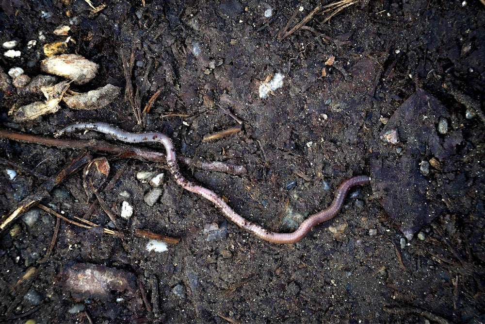 a snake that is laying on the ground