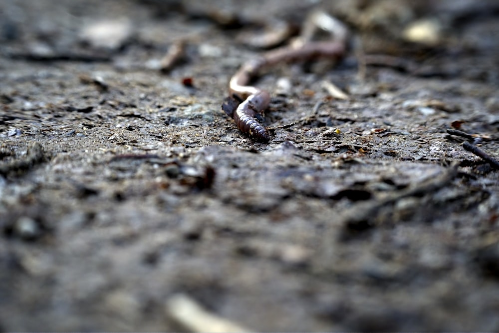 a close up of a worm crawling on the ground