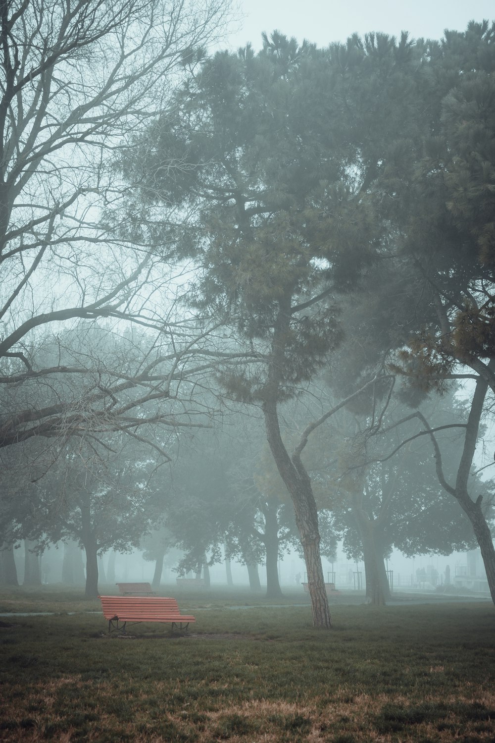 a car is parked in a foggy park