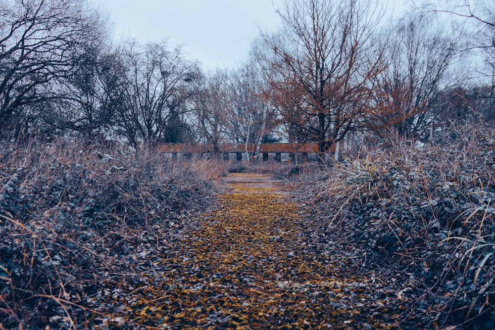 a dirt road surrounded by bushes and trees