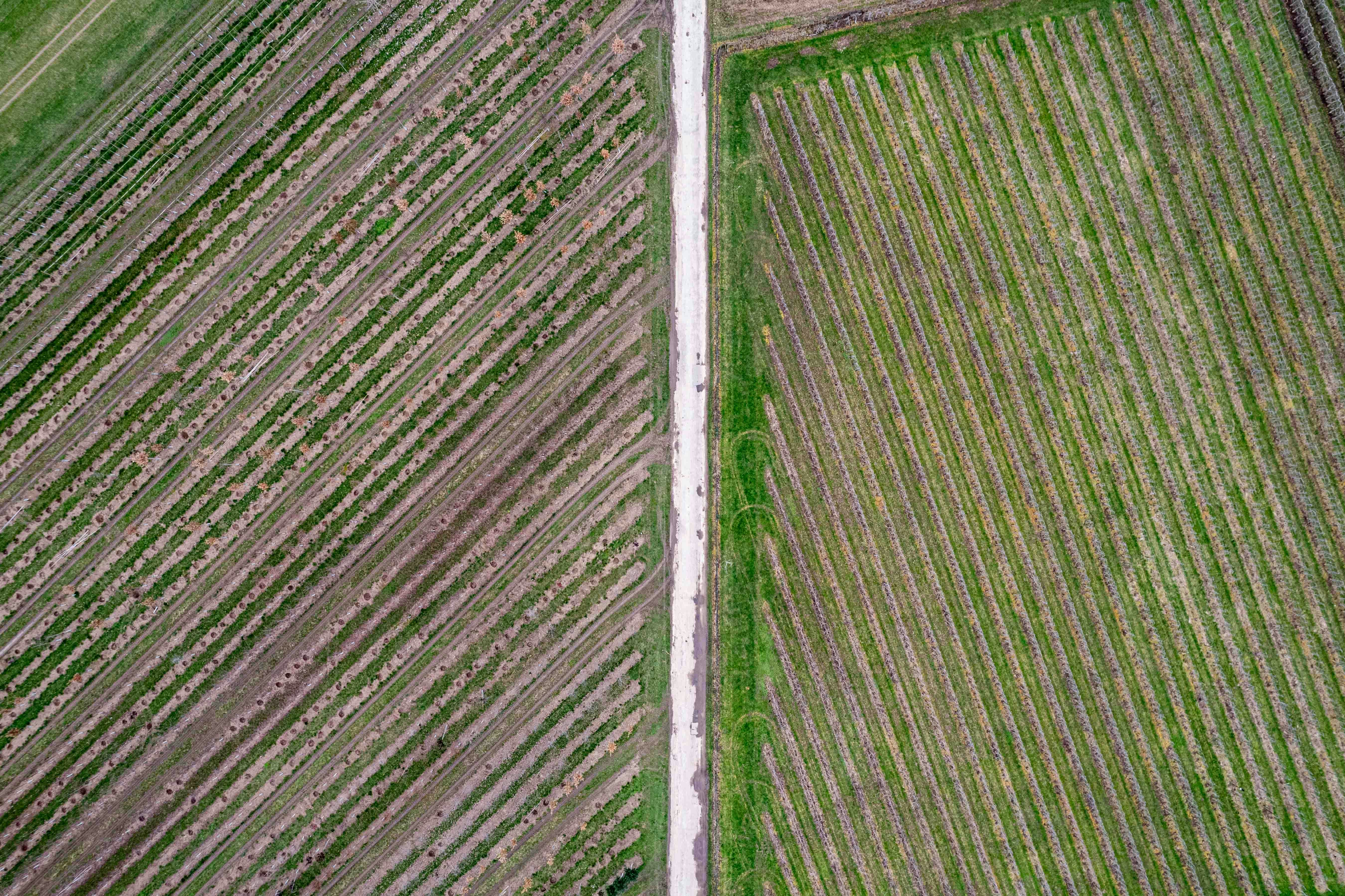 aerial view farmland symmetry