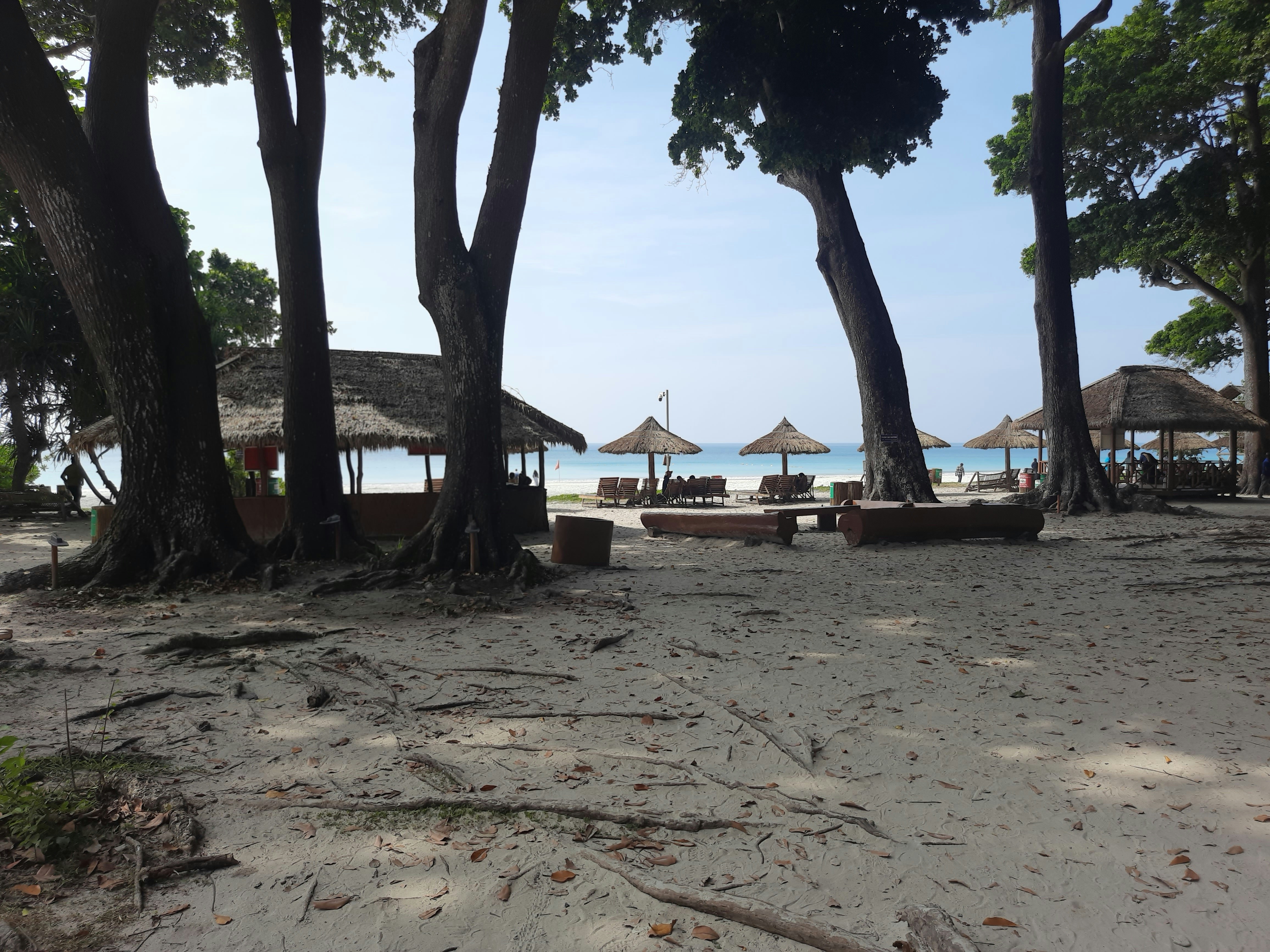 a sandy beach covered in lots of trees
