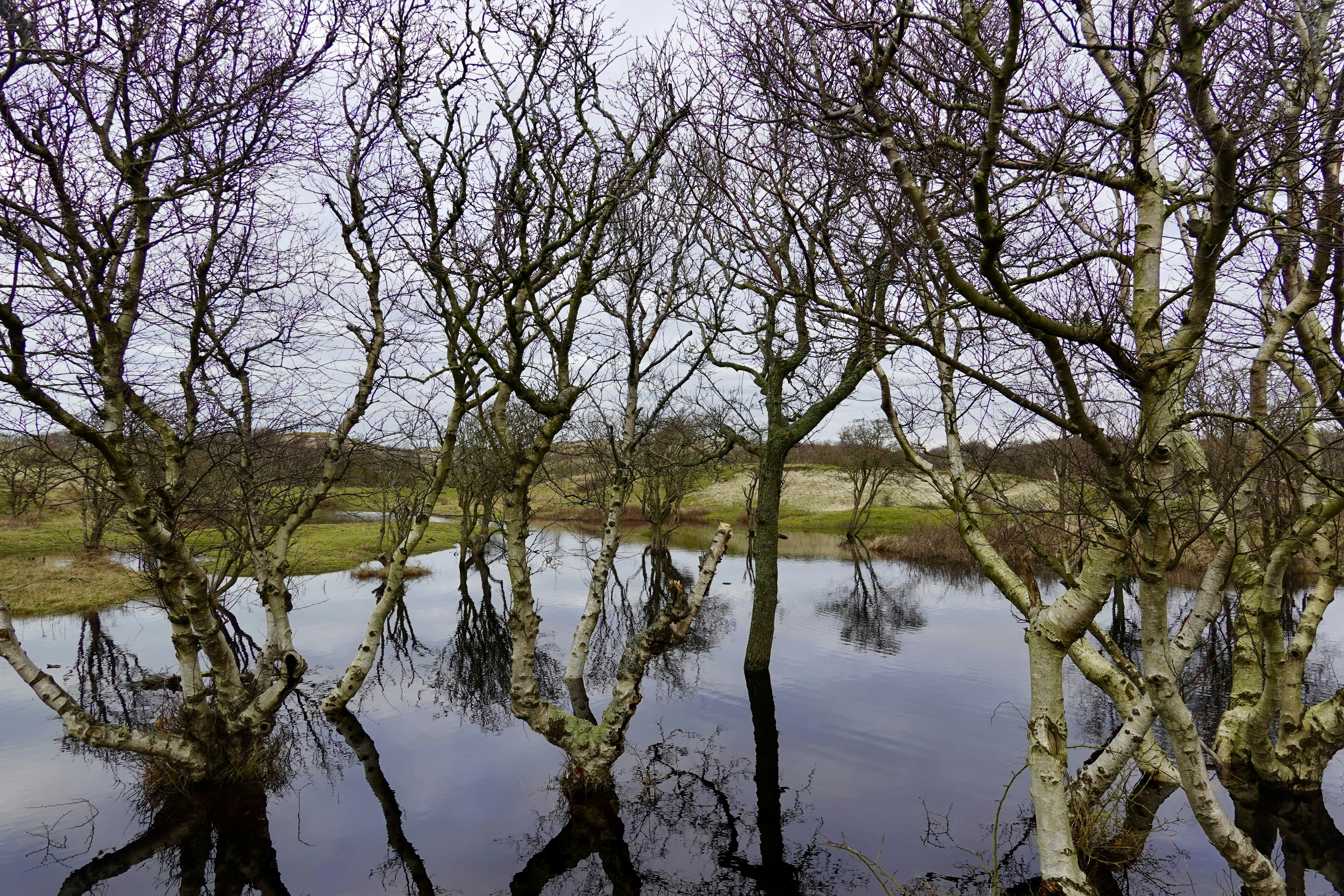 A bunch of trees that are in the water photo – Free Landscape Image on ...
