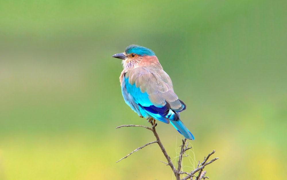 a small blue bird sitting on top of a tree branch