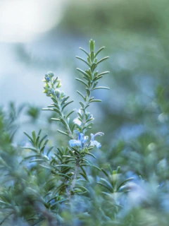 a close up of a plant with blue flowers