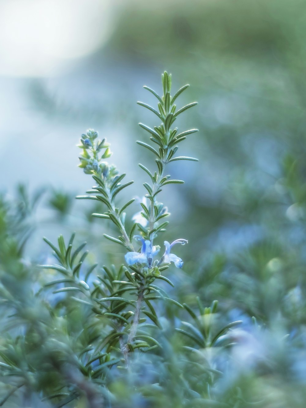 a close up of a plant with blue flowers