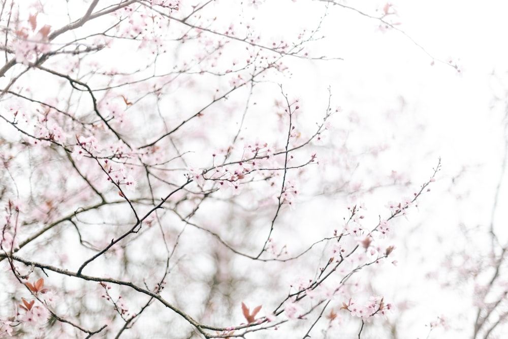 the branches of a tree with pink flowers