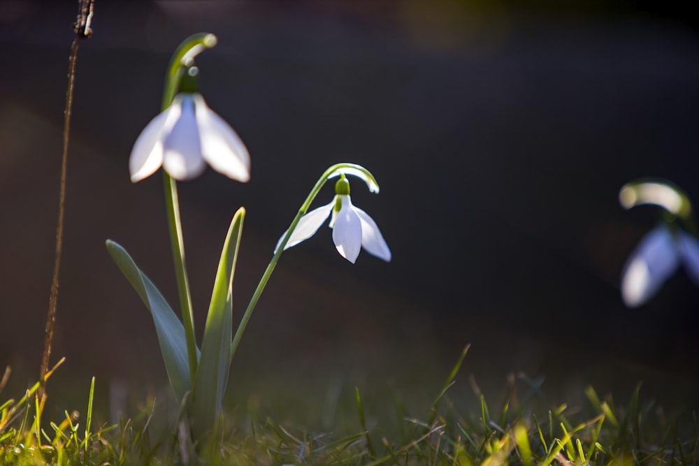 a couple of flowers that are in the grass