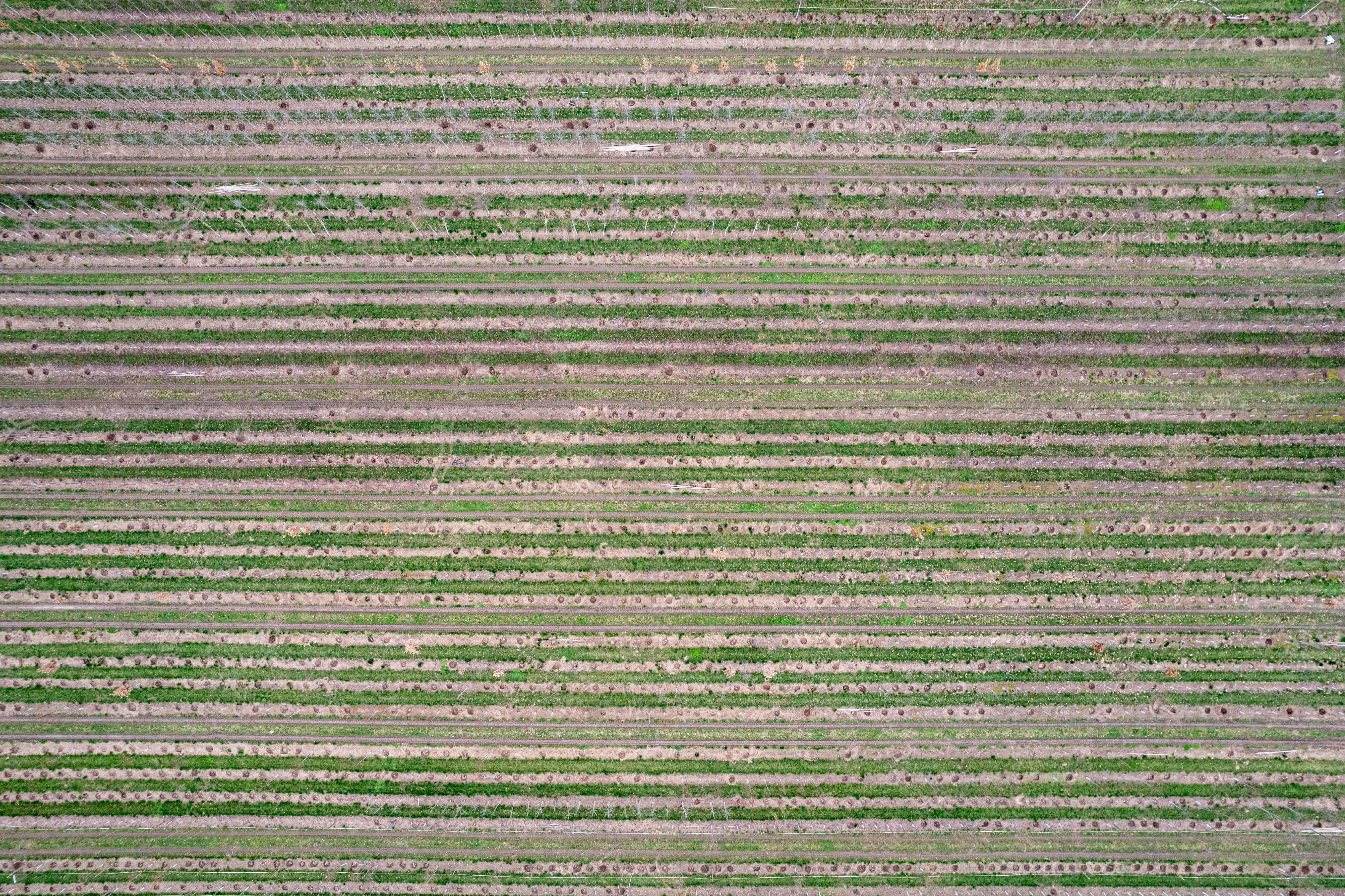 Precision agricultural field showing uniform crop rows