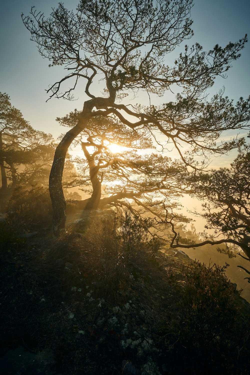 the sun is shining through the branches of a tree