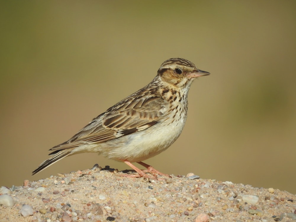 a small bird is standing on a rock