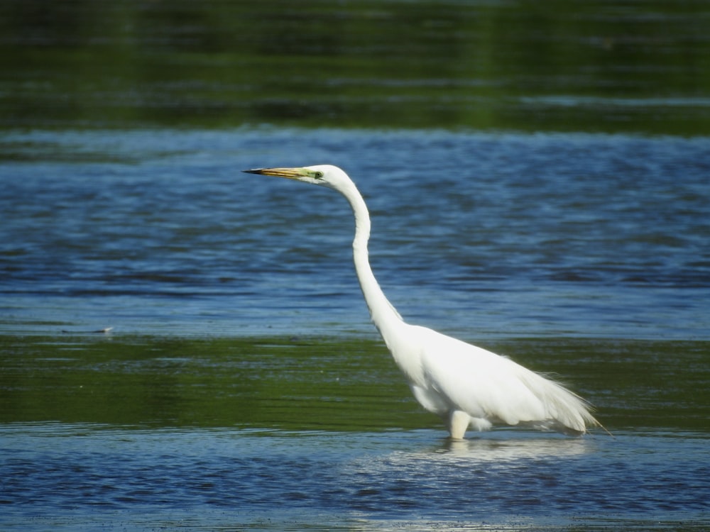 a large white bird standing in a body of water