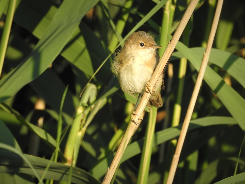 a small bird is perched on a branch