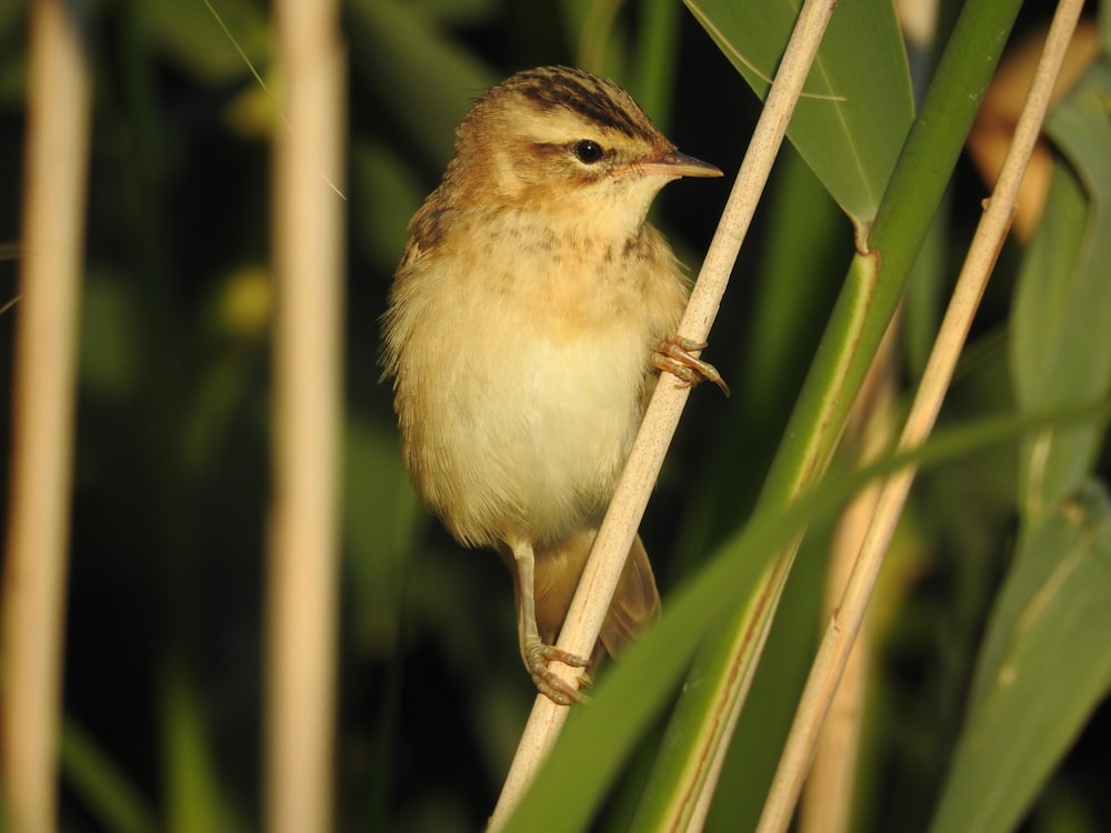 a small bird perched on top of a tree branch