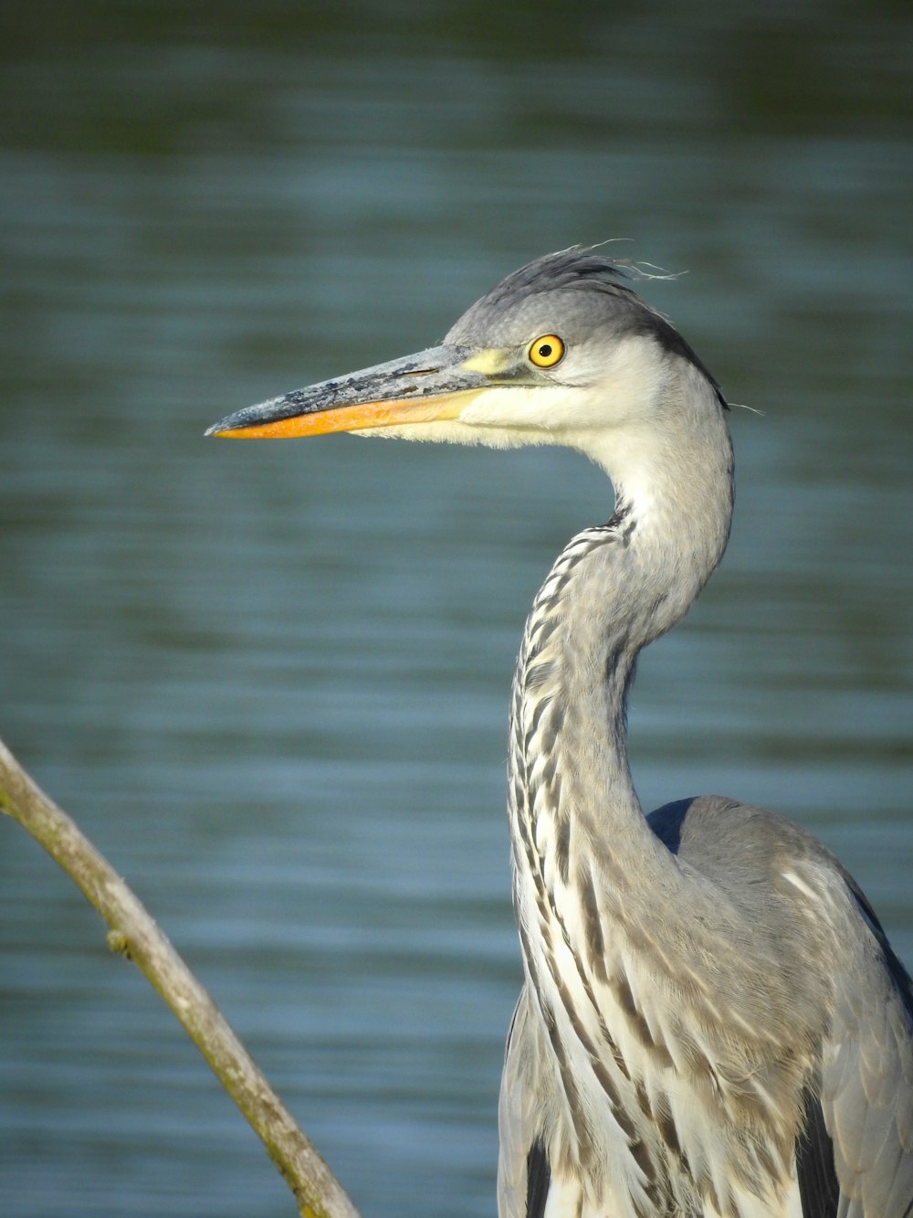 a close up of a bird on a branch near a body of water