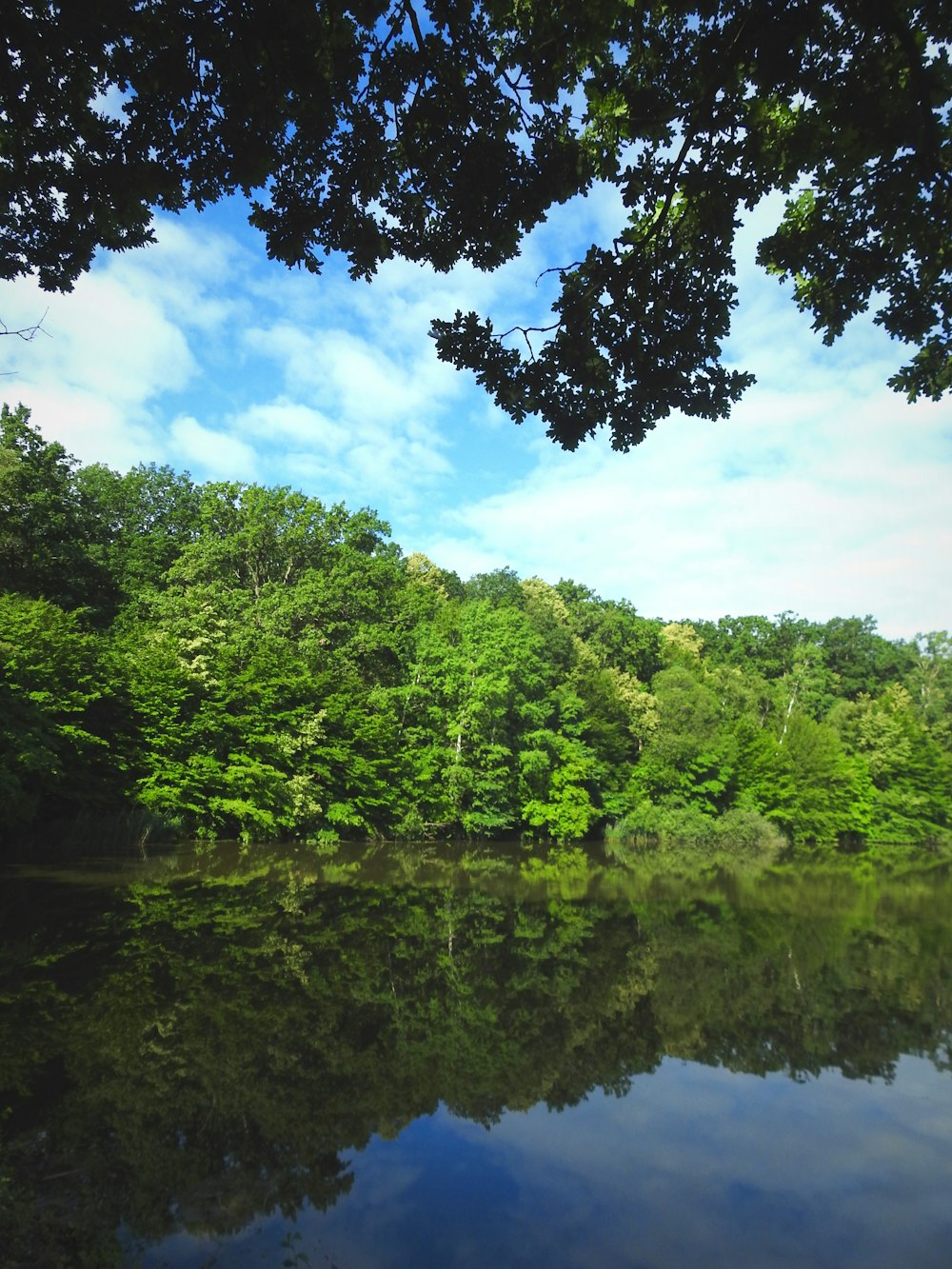 a large body of water surrounded by trees