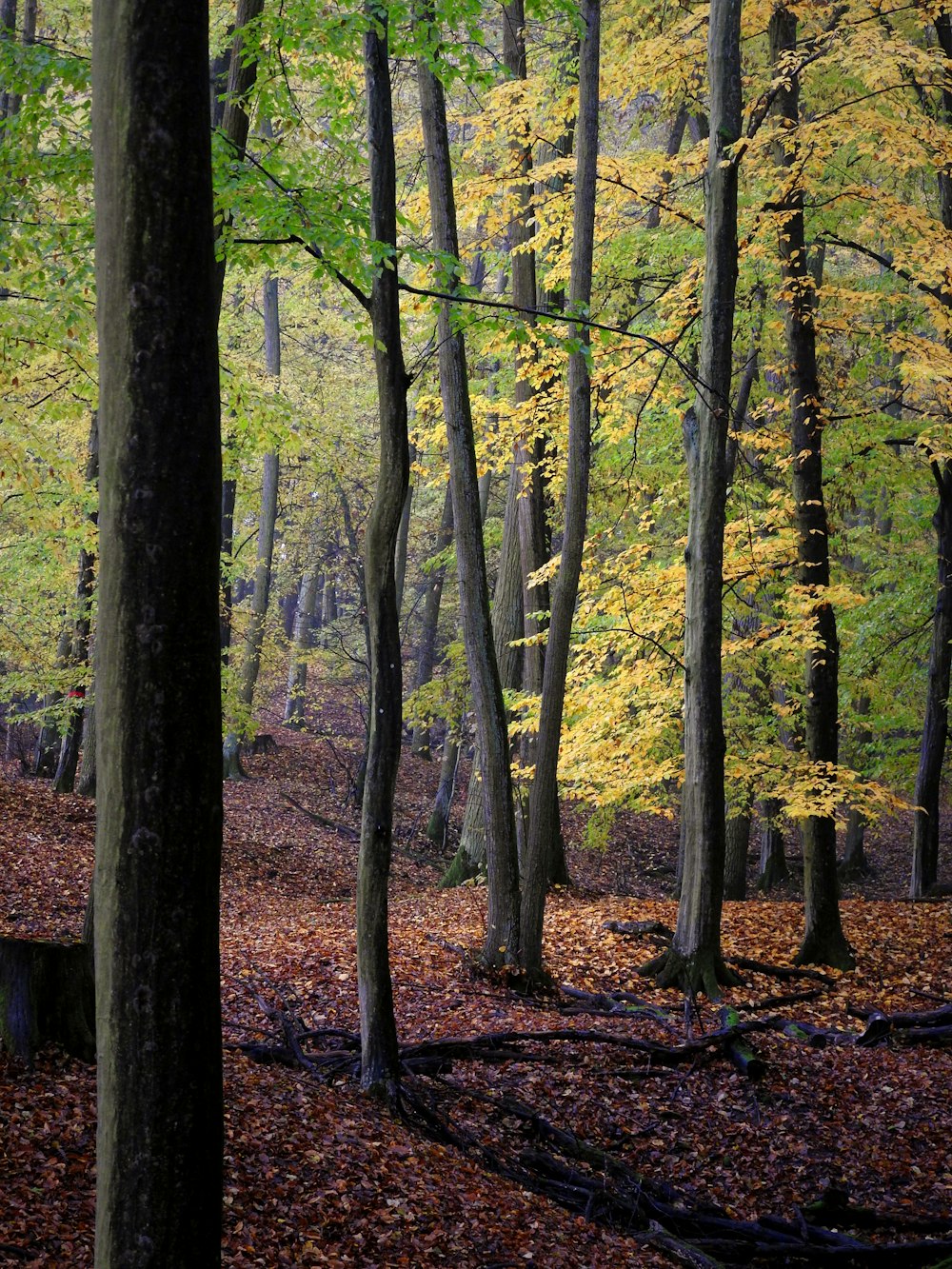 a forest filled with lots of trees covered in leaves