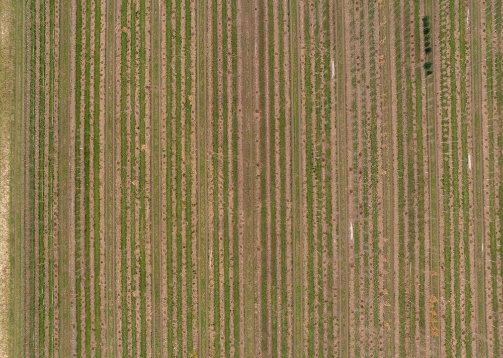 広大な作物畑の航空写真
