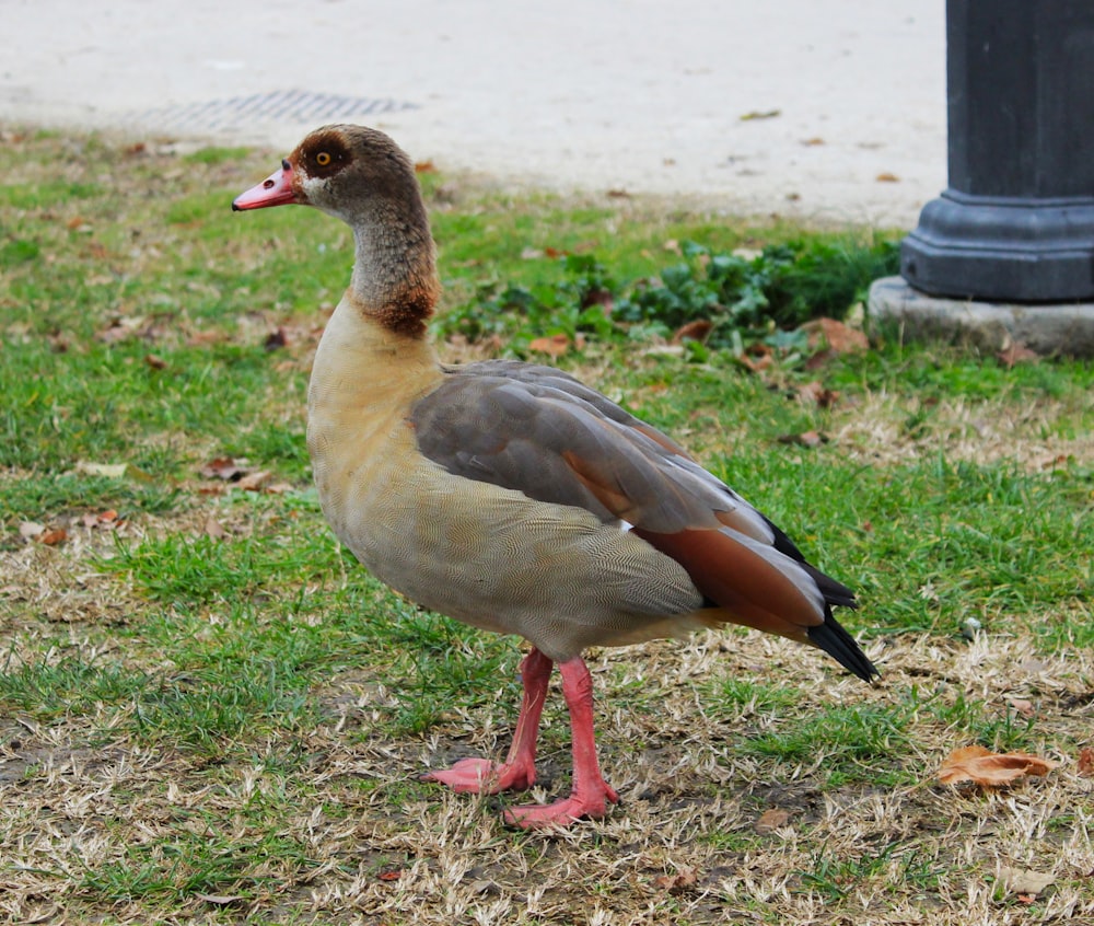 a duck standing in the grass next to a pole