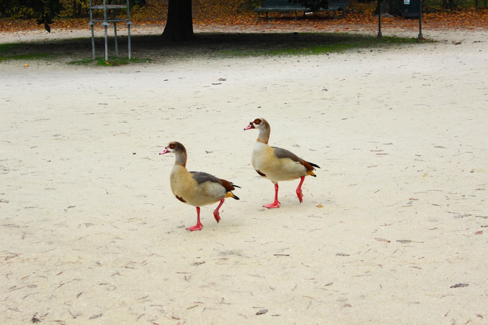 a couple of birds standing on top of a sandy field