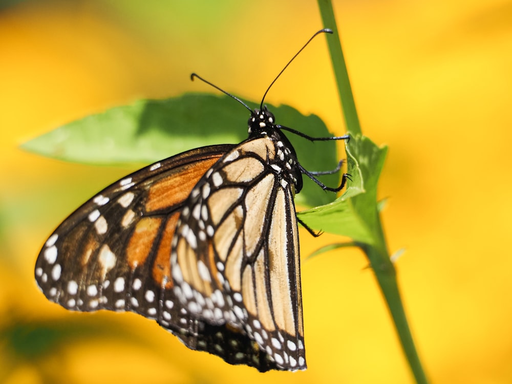 a close up of a butterfly on a leaf