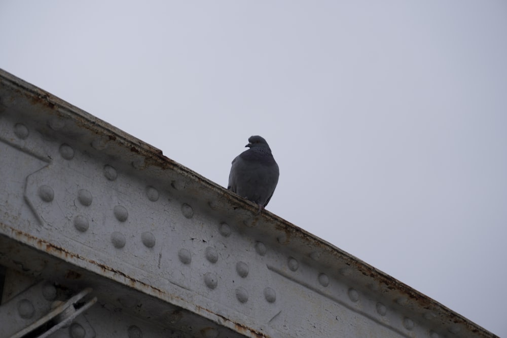 a bird sitting on top of a metal structure