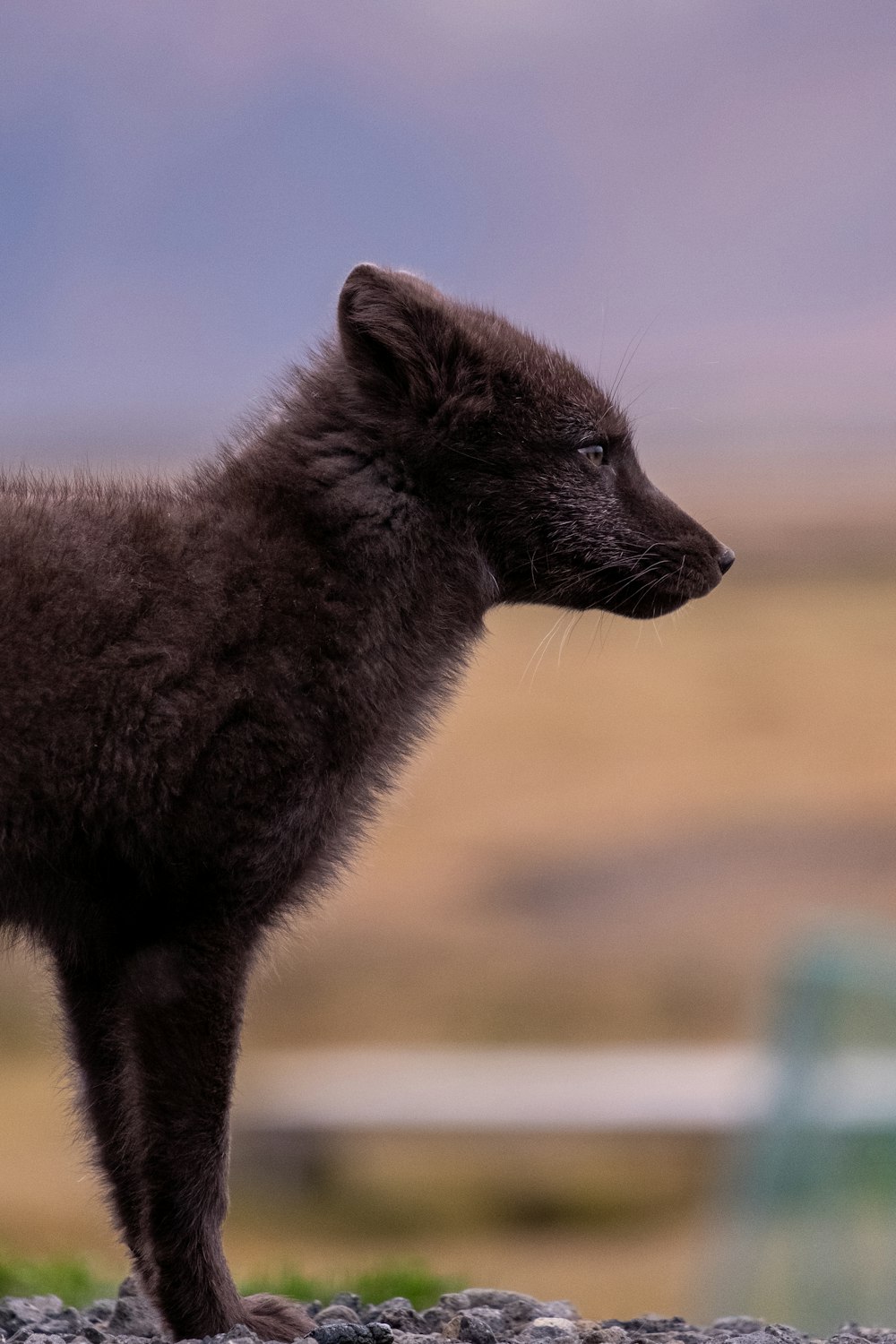 um pequeno animal preto em pé em cima de um campo coberto de grama