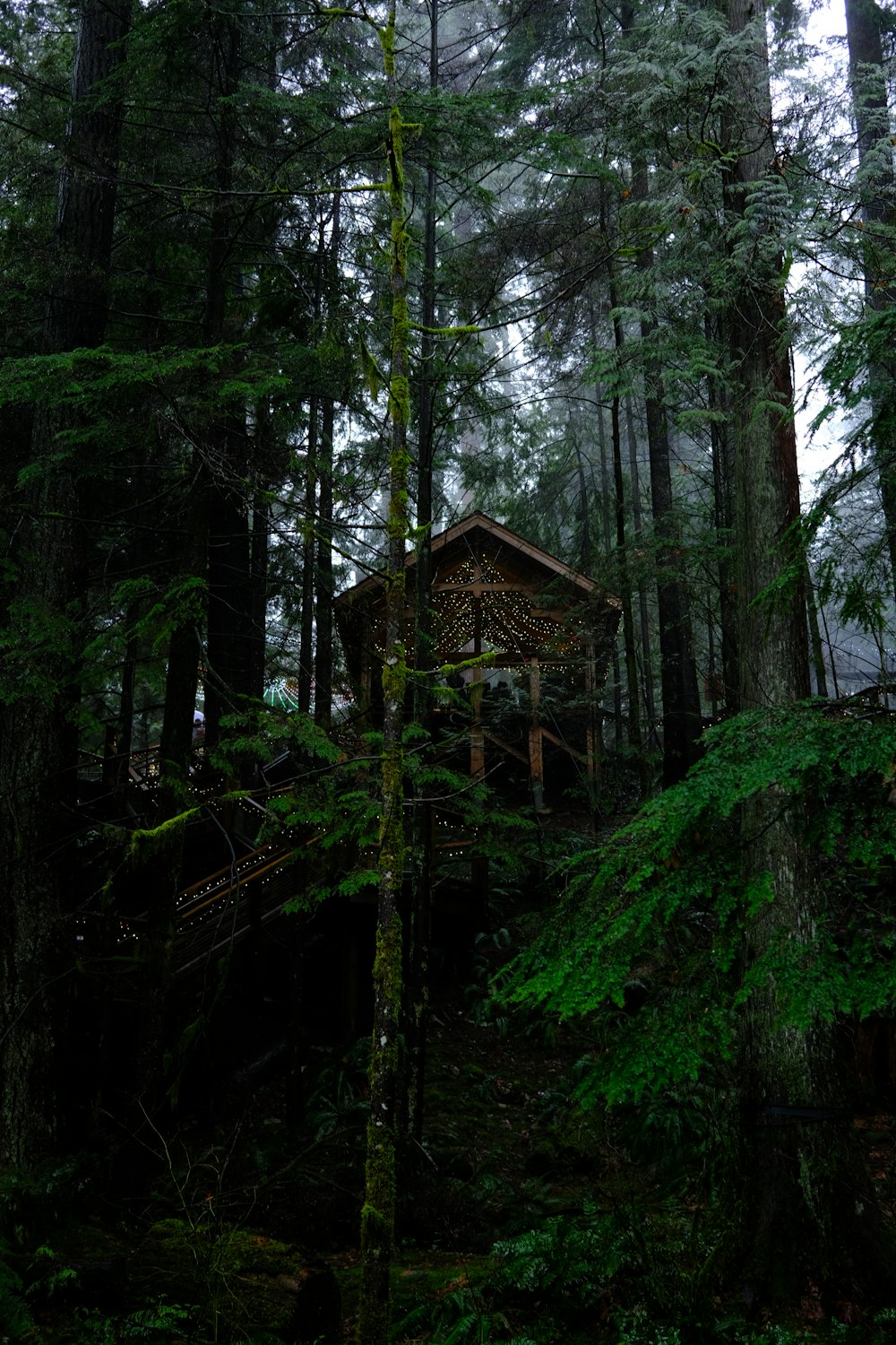 a cabin nestled in the middle of a forest