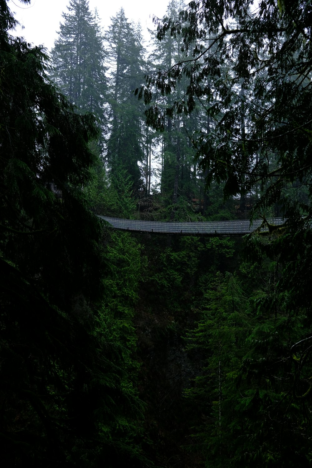 a bridge in the middle of a forest