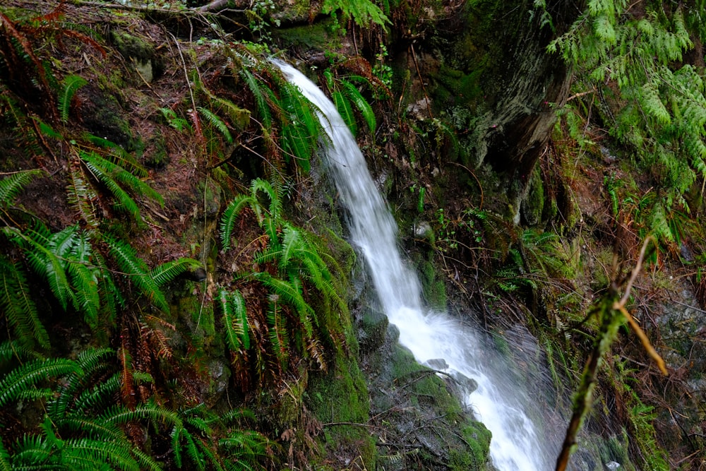 a small waterfall in the middle of a forest