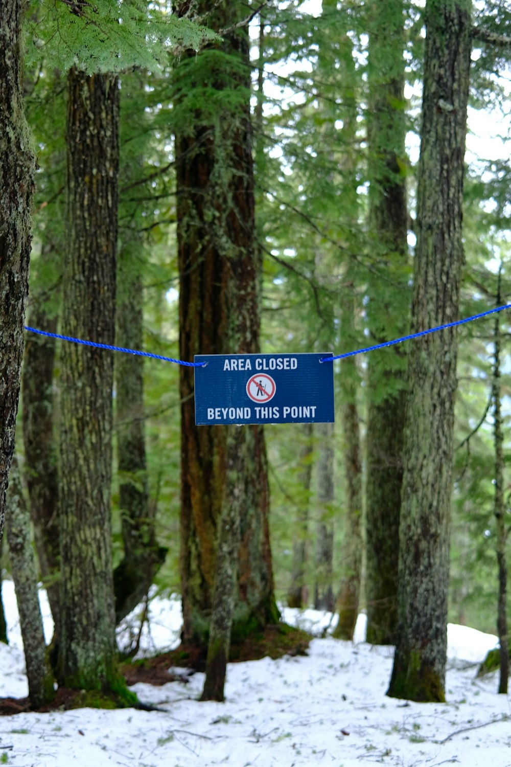 a blue sign hanging from the side of a tree