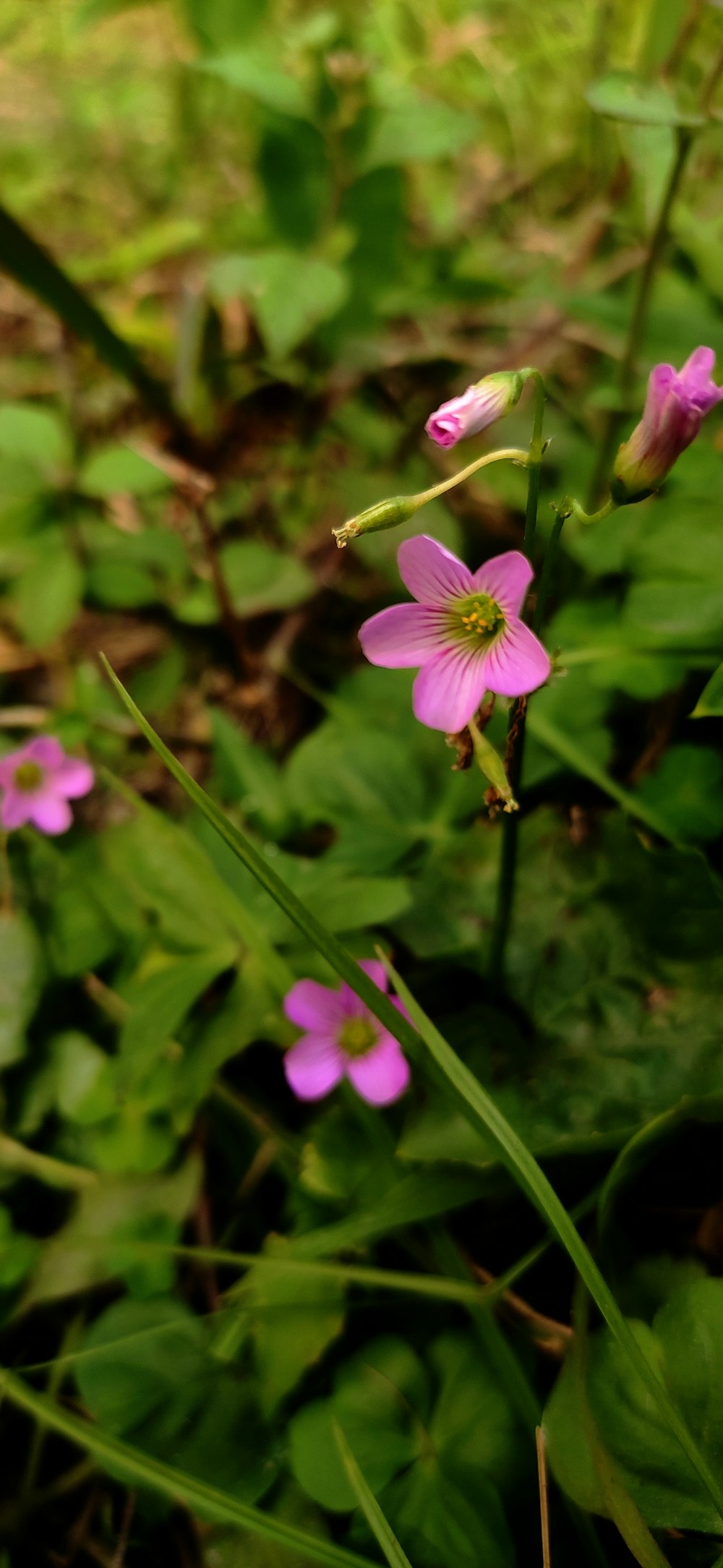 a group of flowers that are in the grass