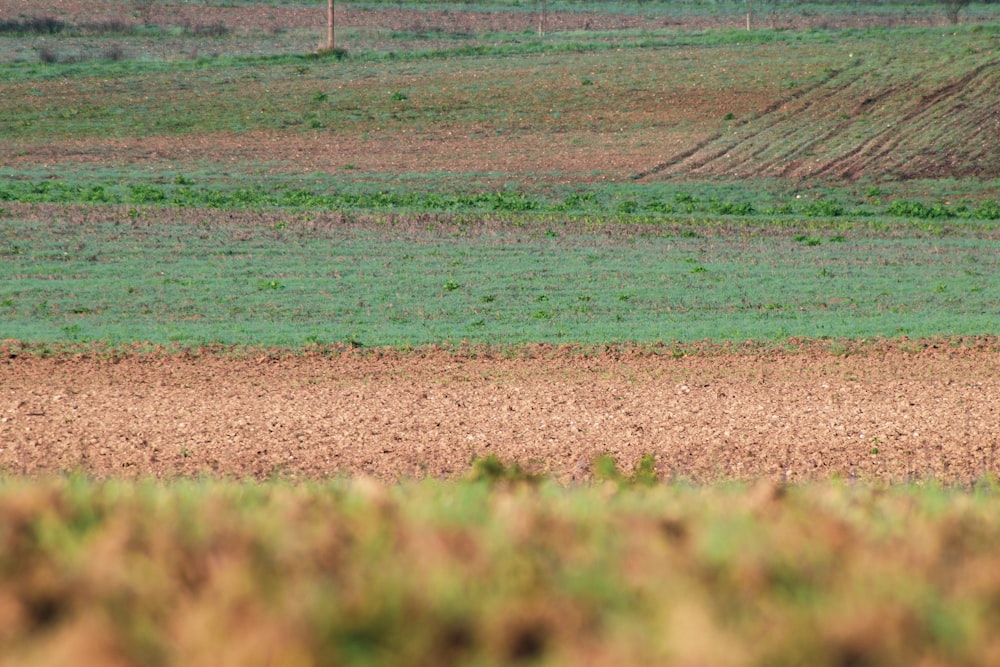 a lone giraffe standing in the middle of a field