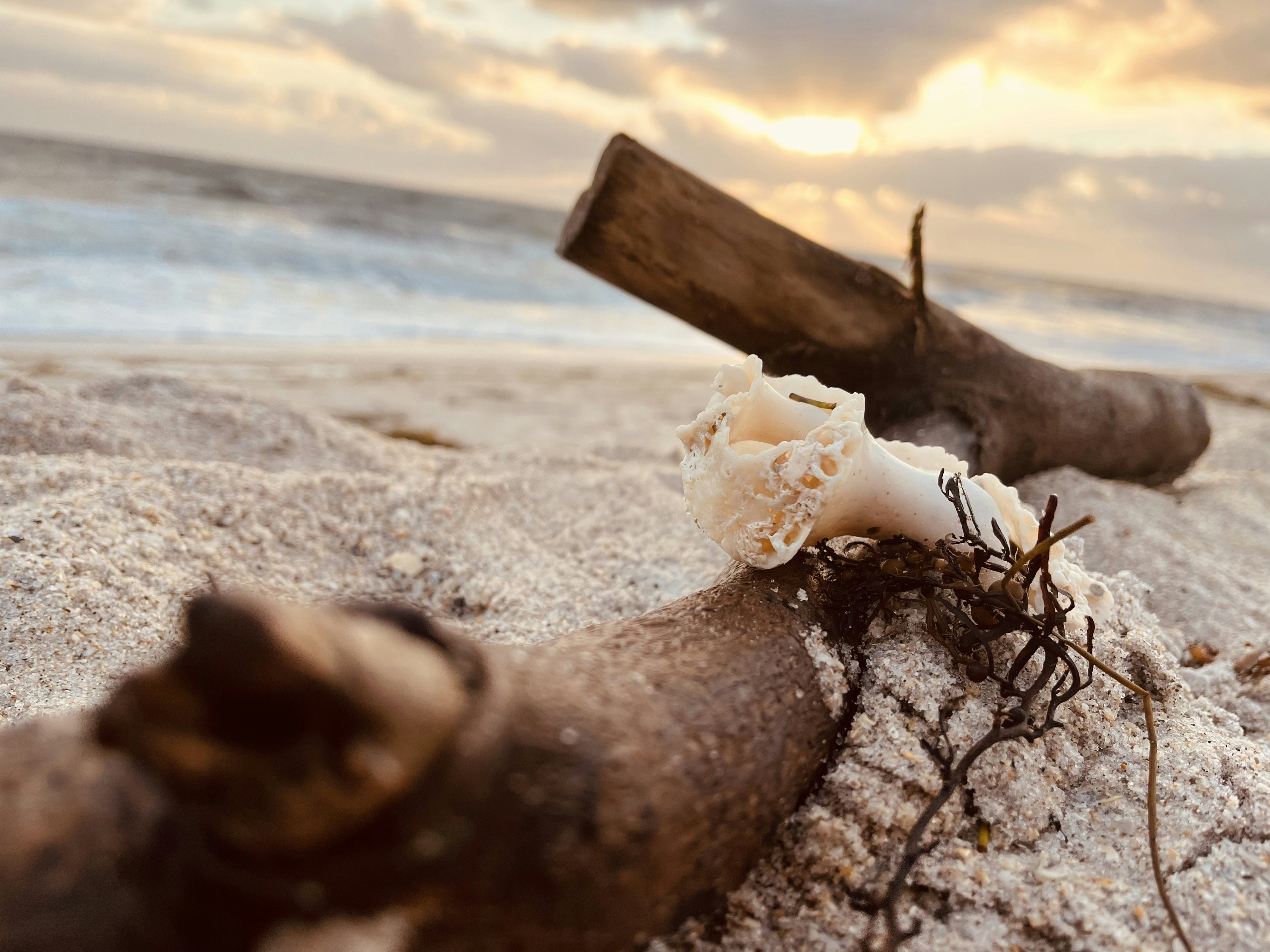 a piece of driftwood on a beach next to the ocean