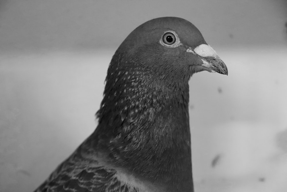 a black and white photo of a pigeon