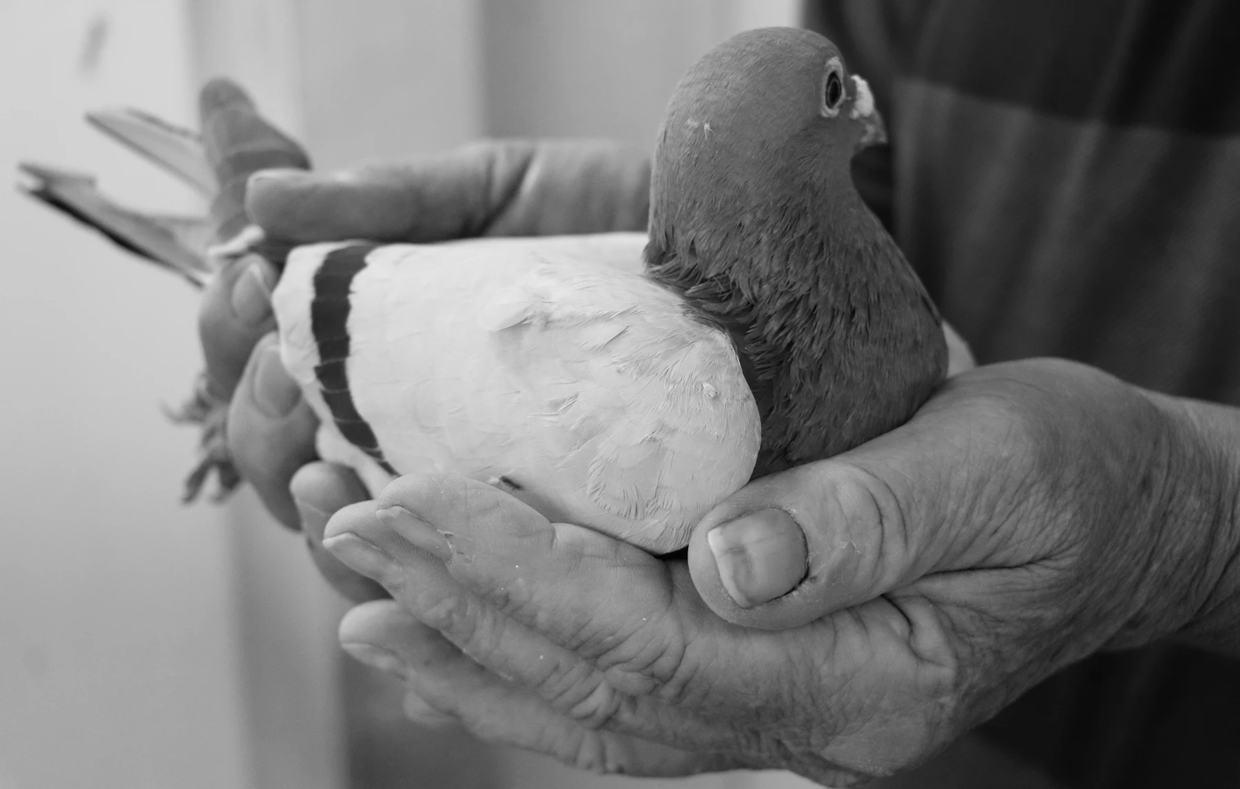A pigeon held in a keeper's two cupped hands