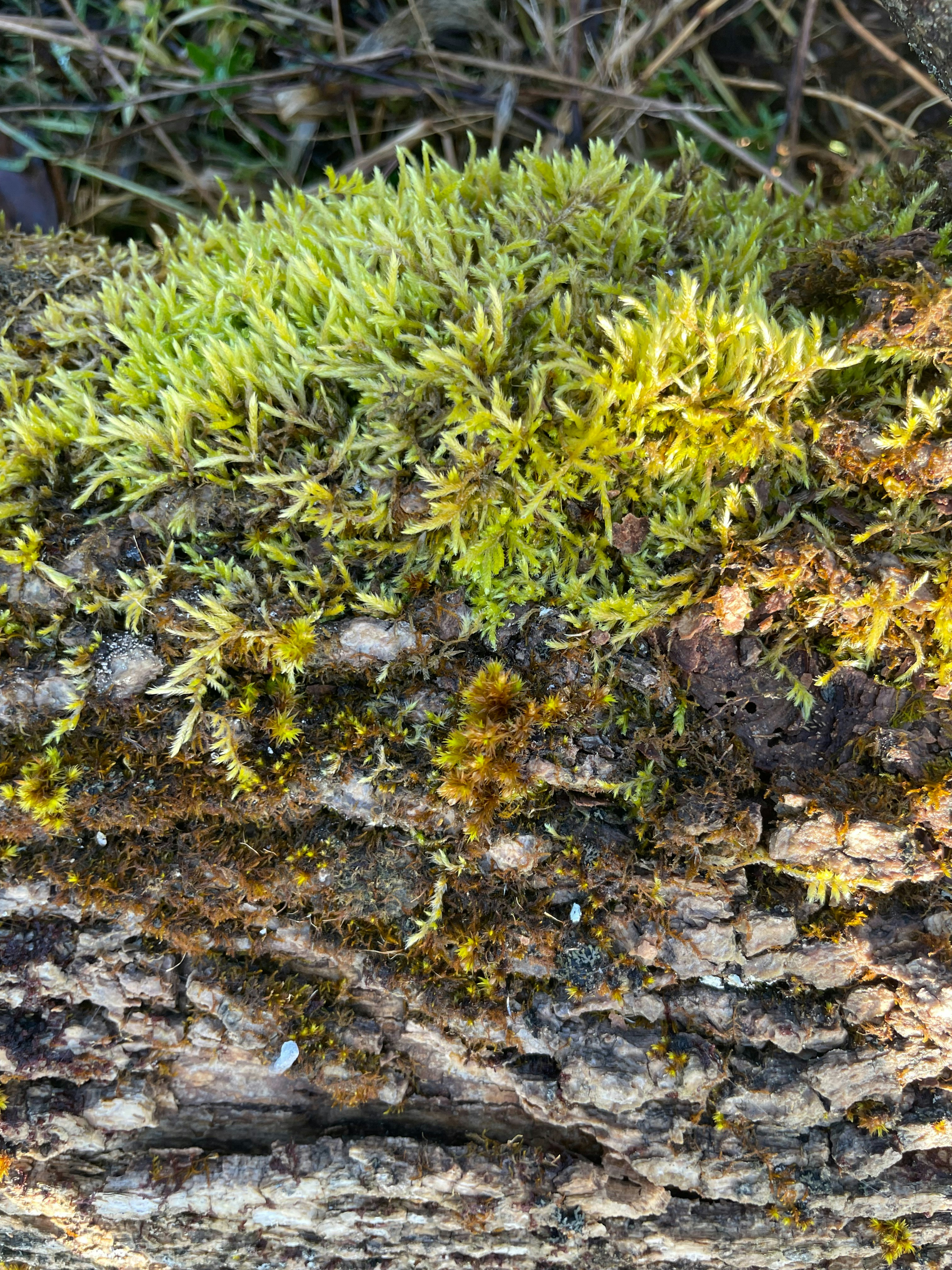 Photo by jeanette_eats_art