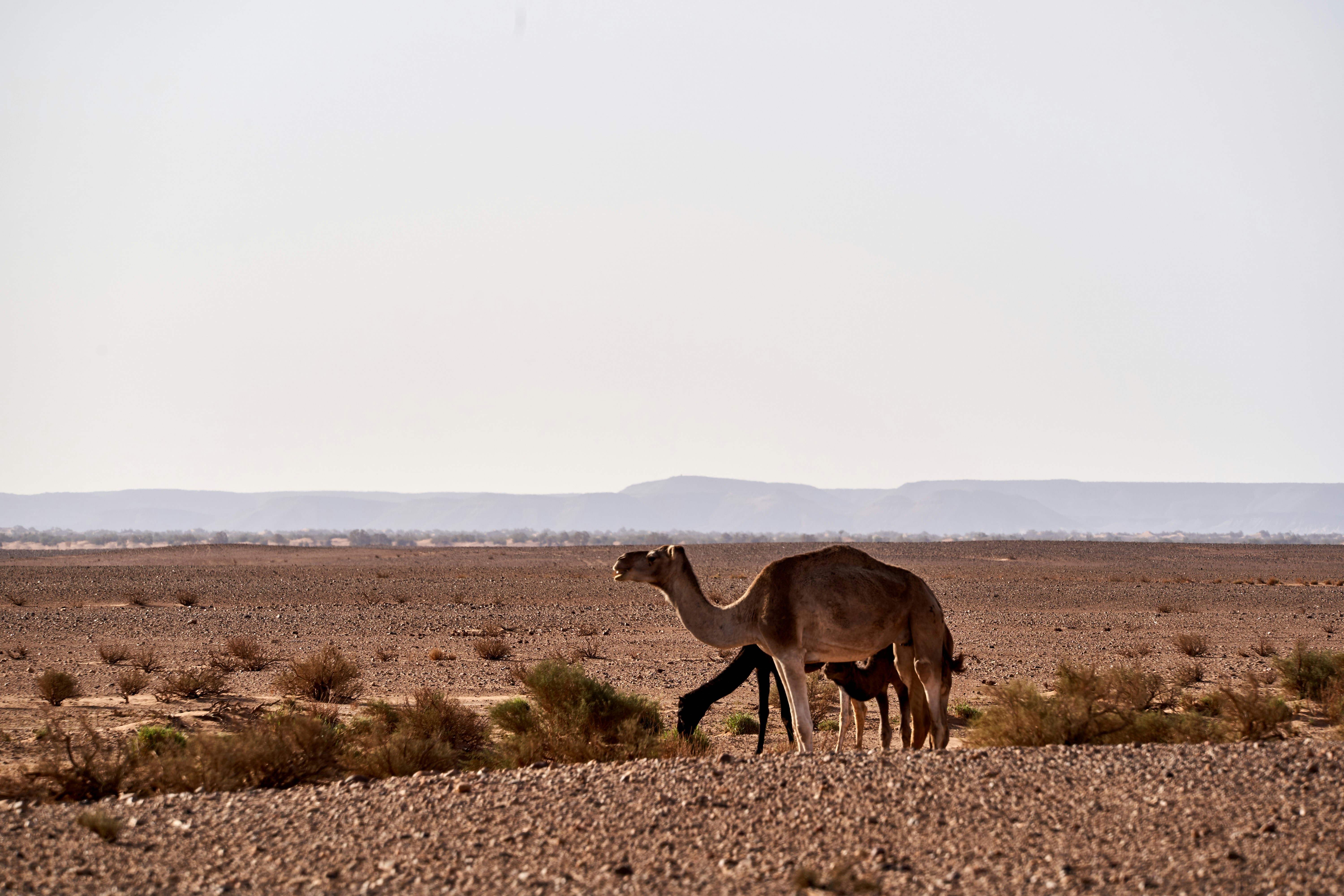 Photo by wolfgang_hasselmann