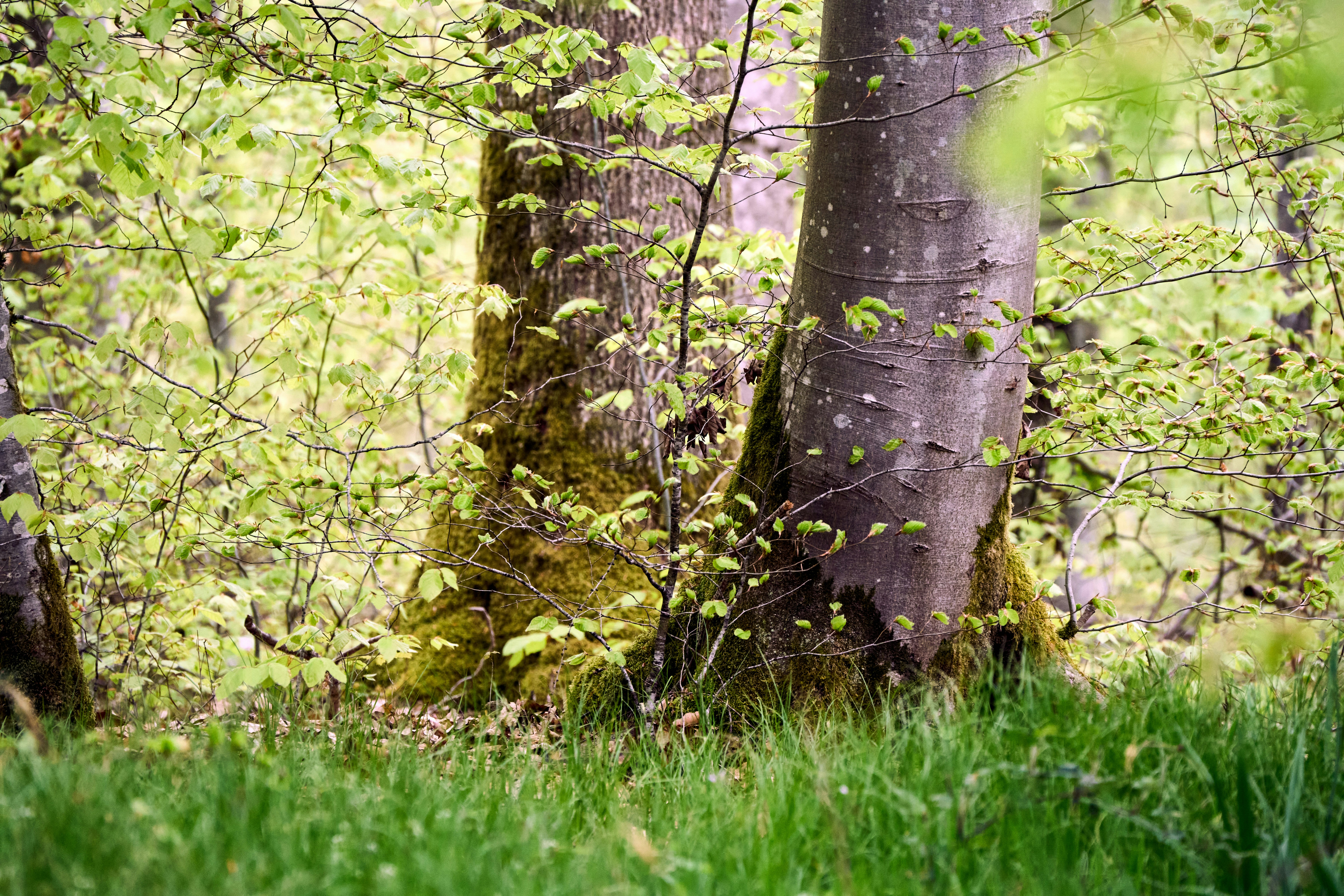 Photo by wolfgang_hasselmann