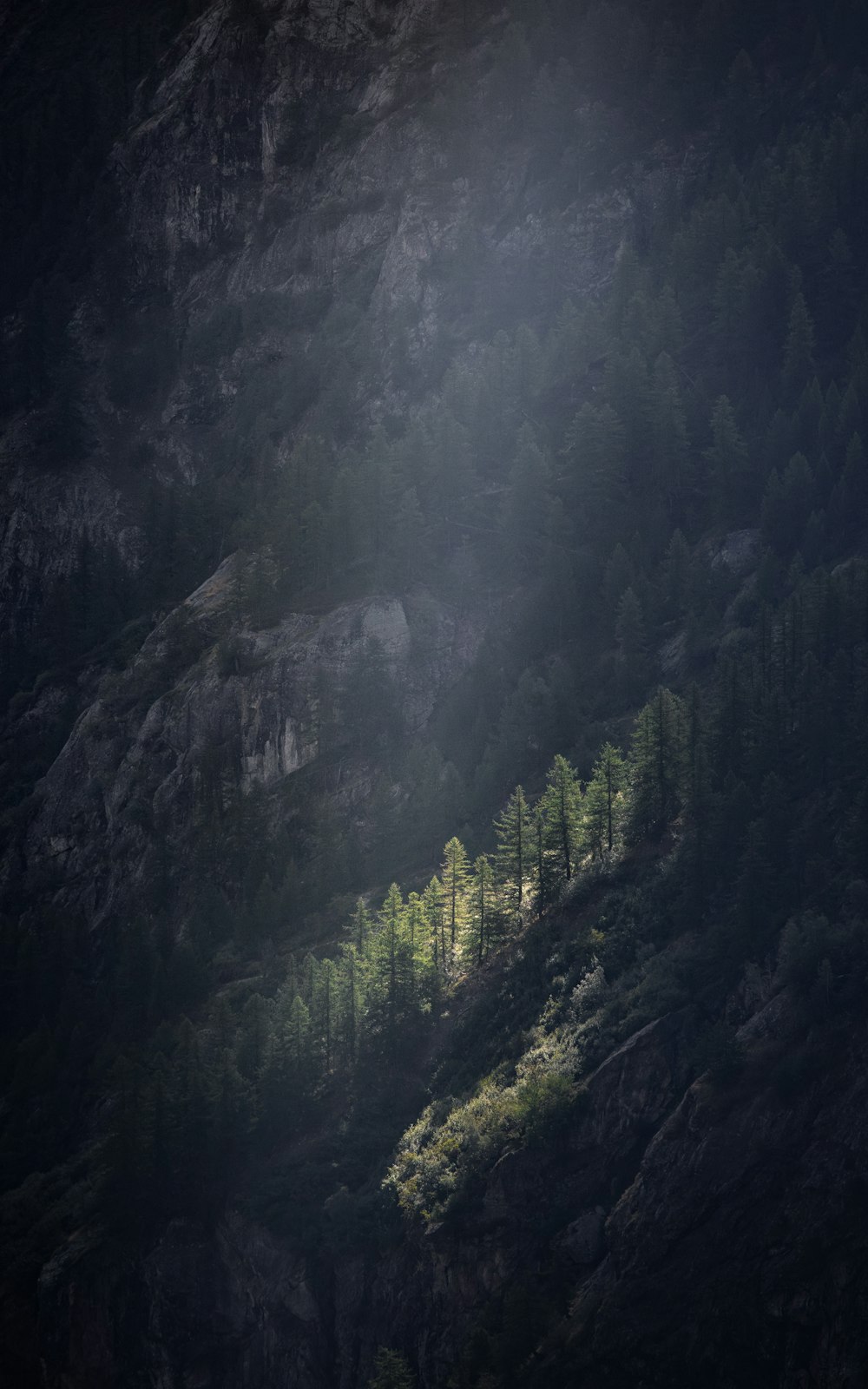 a mountain side with trees on the side of it