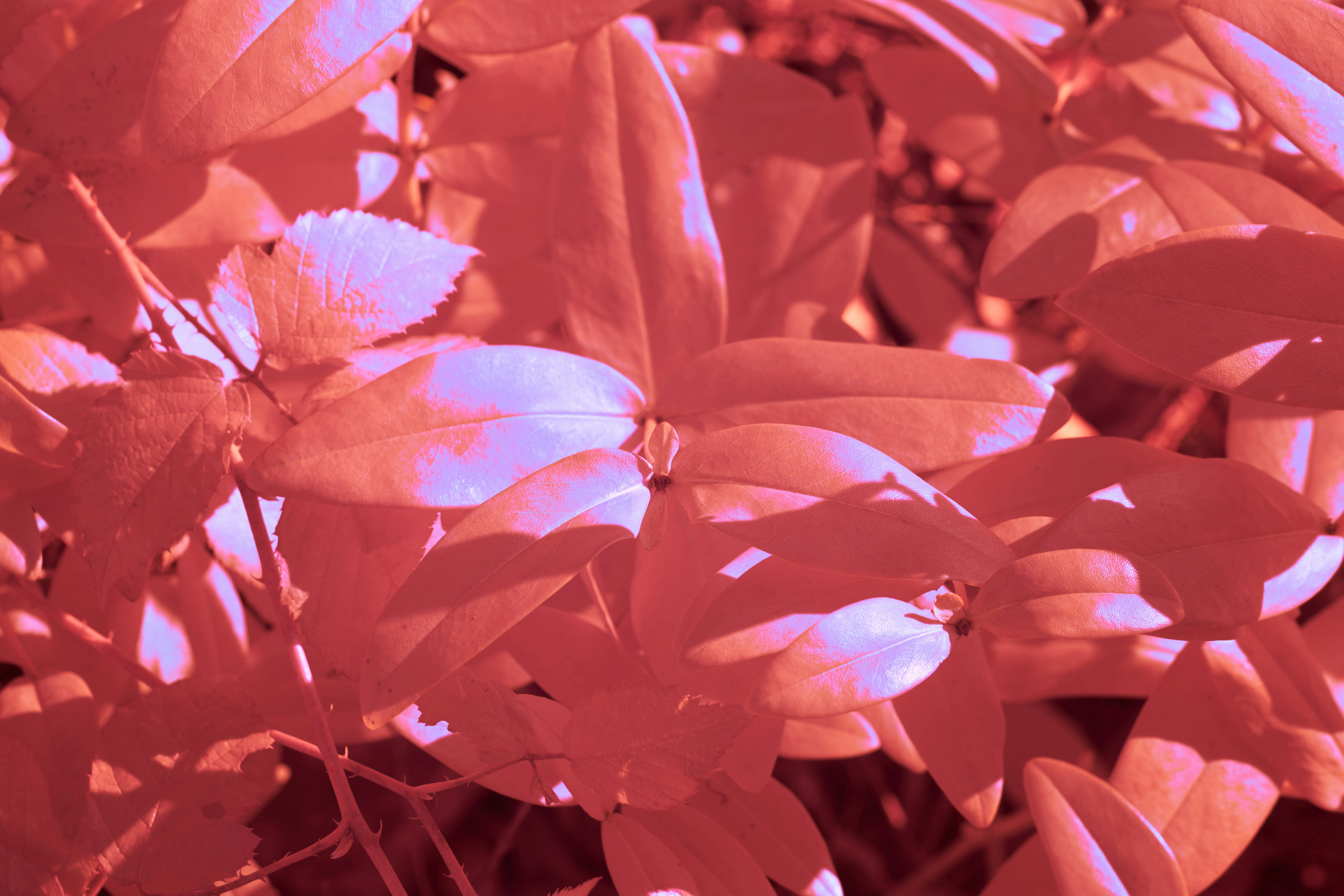 Photo by wolfgang_hasselmann