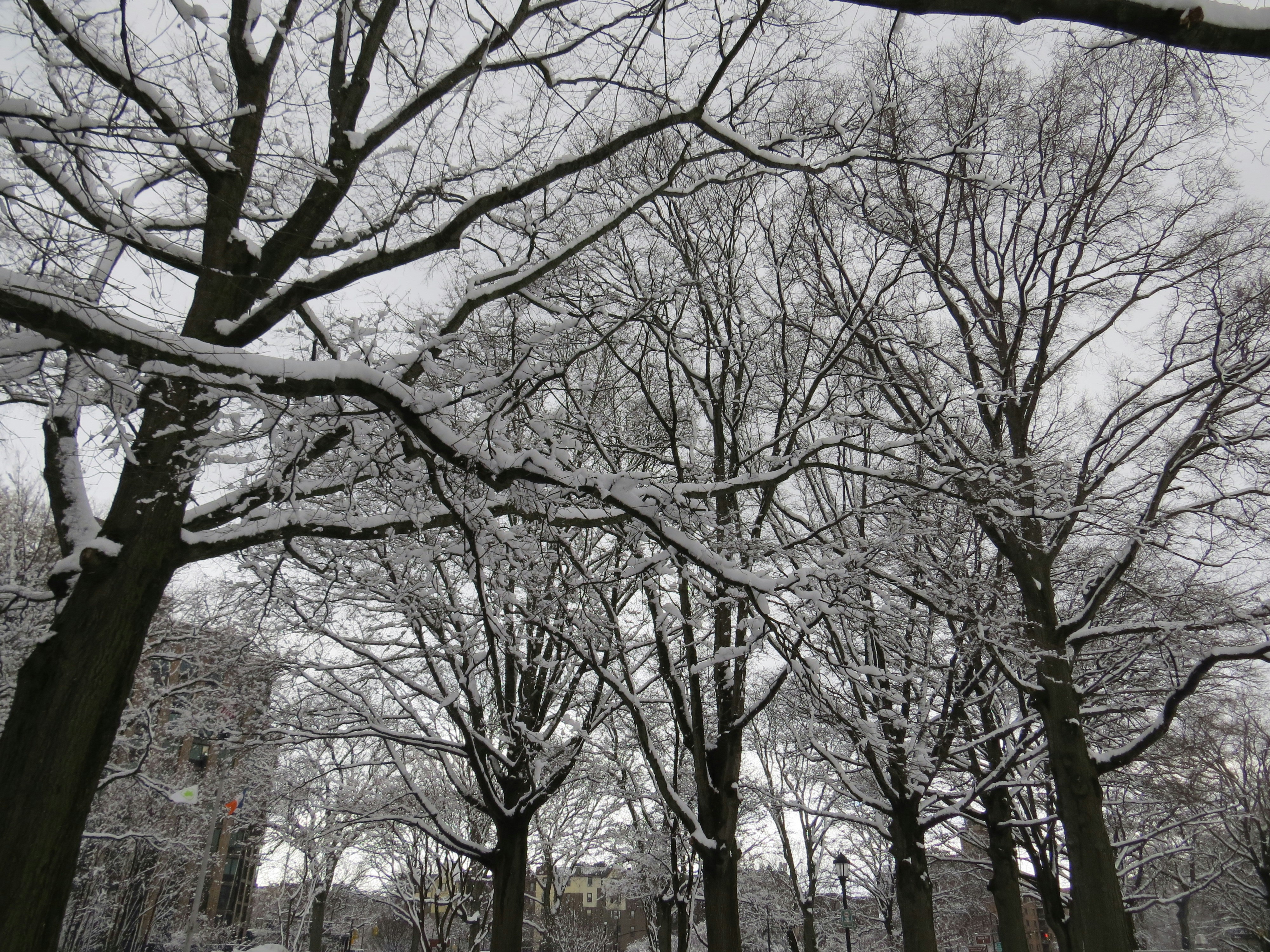ein verschneiter Park mit vielen Bäumen
