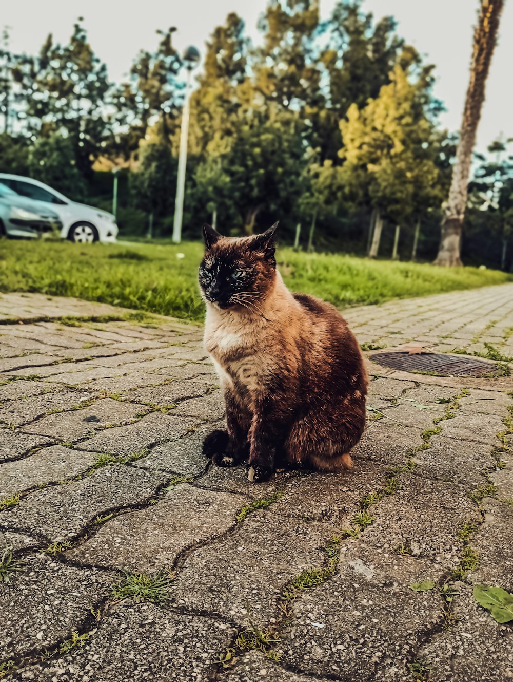 a brown and white cat sitting on the ground