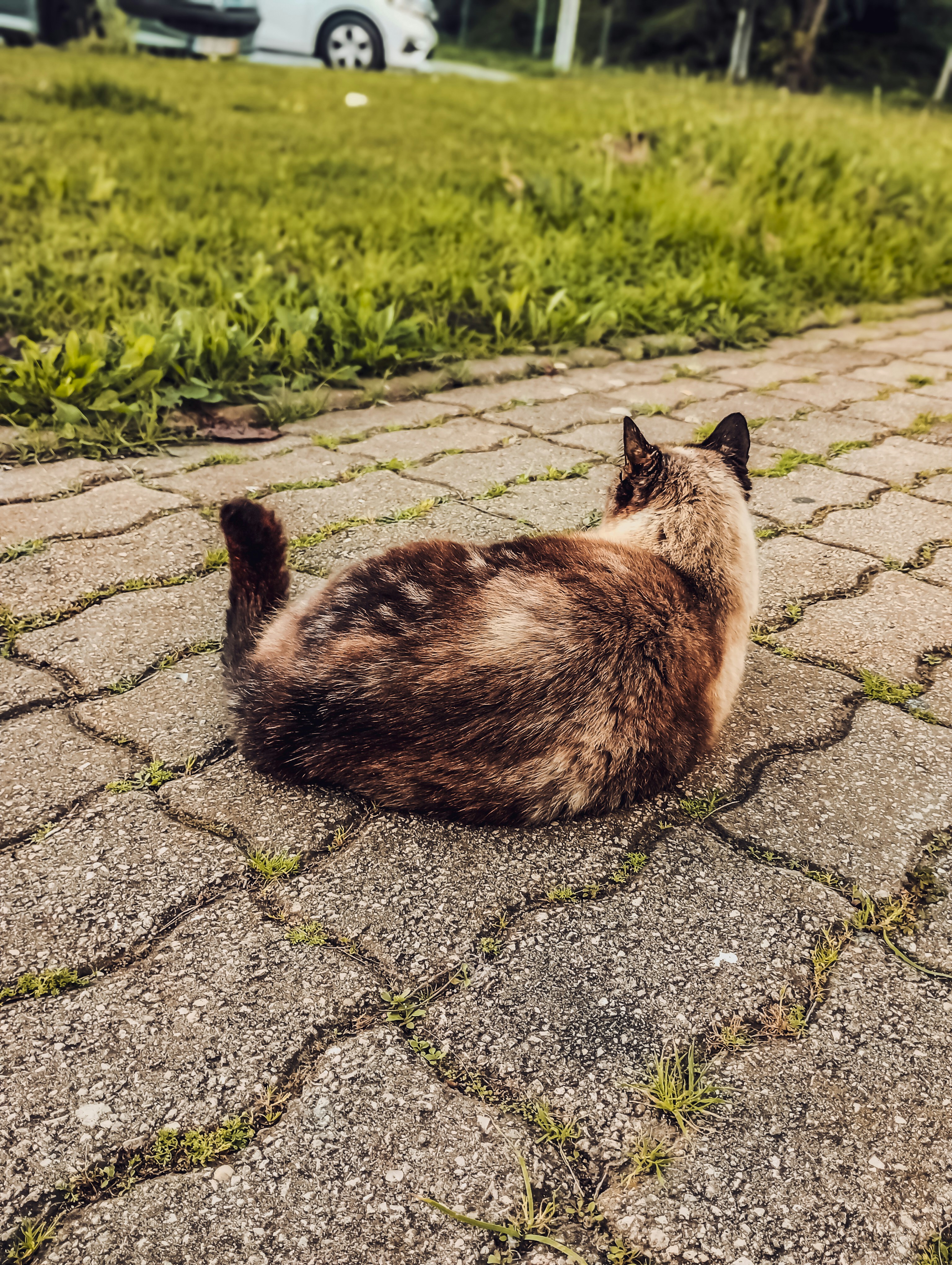 a-cat-laying-on-the-ground-in-the-grass-photo-free-path-image-on-unsplash